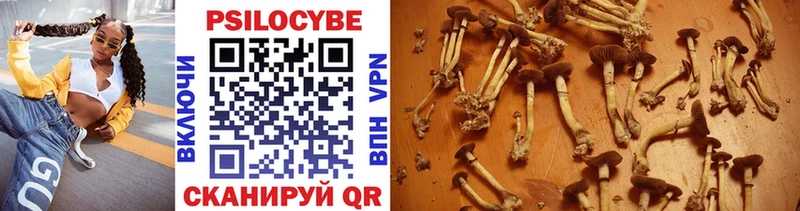 магазин продажи   Лесной  Псилоцибиновые грибы Psilocybine cubensis 